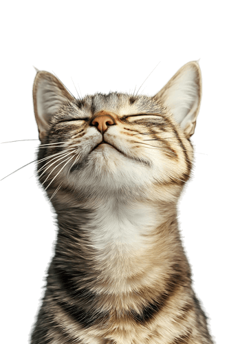 linea gatto