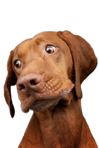 linea cane