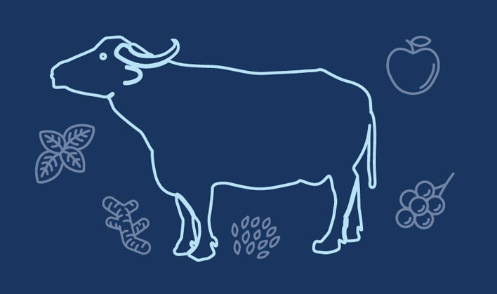 ricette cane con bufalo