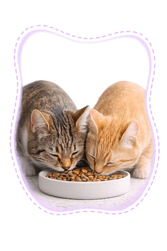 nutrizione sana gatto