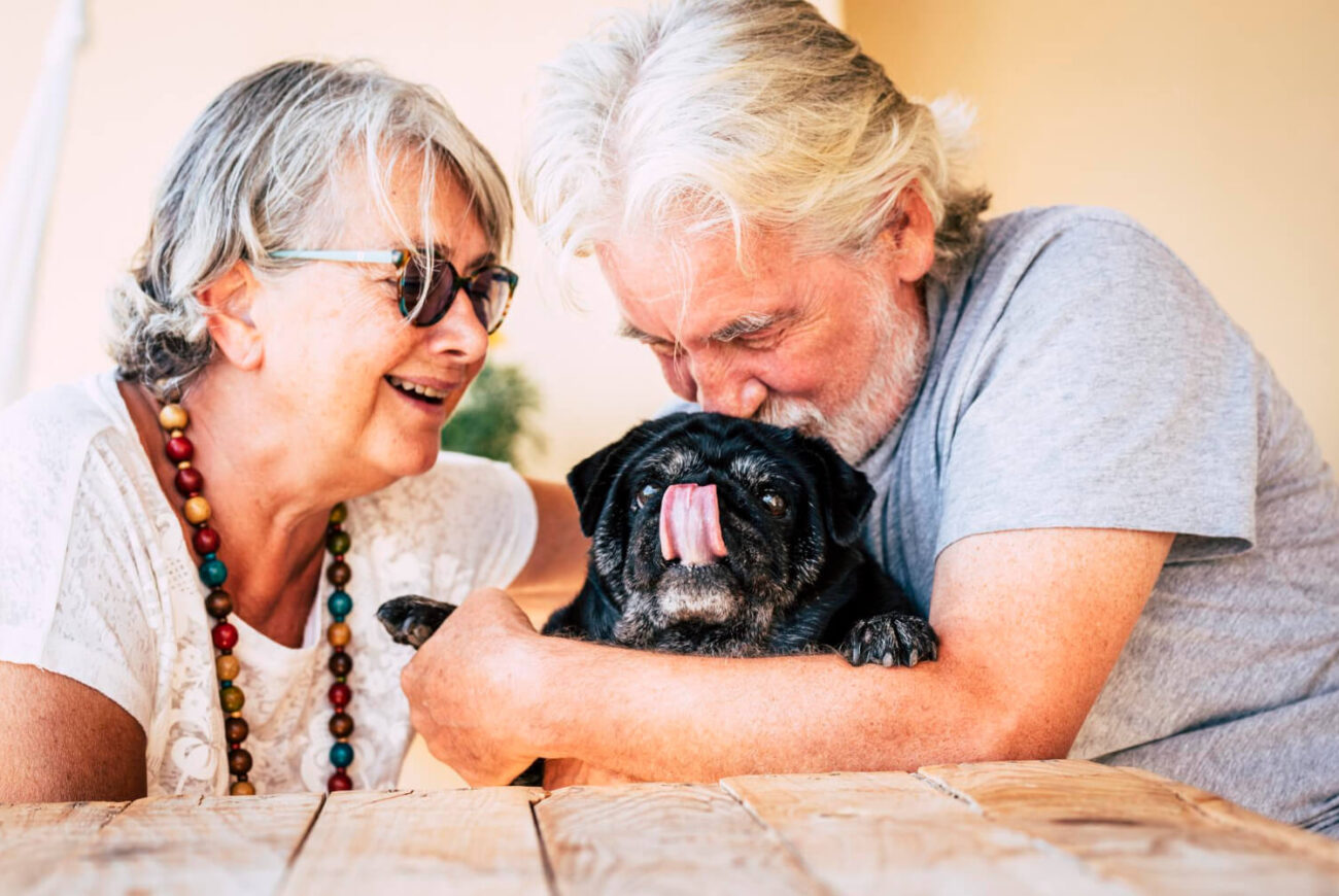 pet therapy