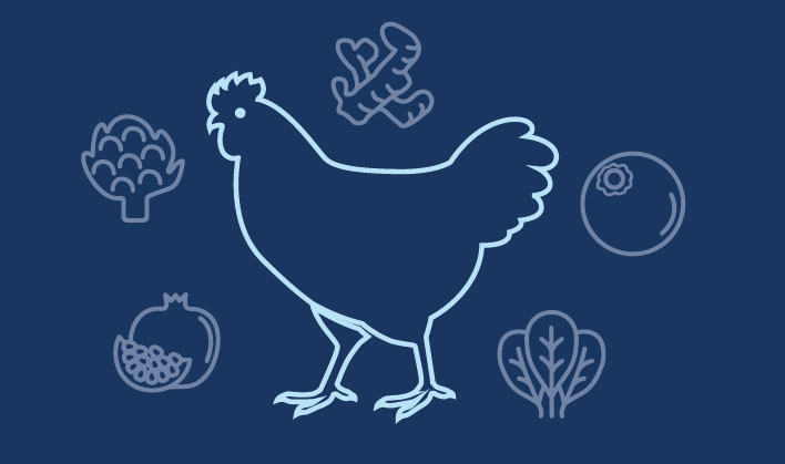ricette cane con pollo ruspante