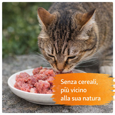 alimentazione senza cereali gatto