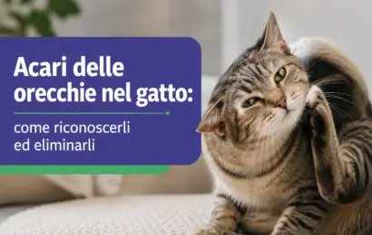 acari delle orecchie gatto acari delle orecchie gatto
