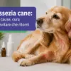 Malassezia cane: sintomi, cause, cura e come evitare che ritorni