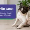 Prurito cane: cause, sintomi e rimedi per alleviare il fastidio