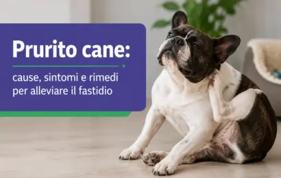 prurito cane prurito cane